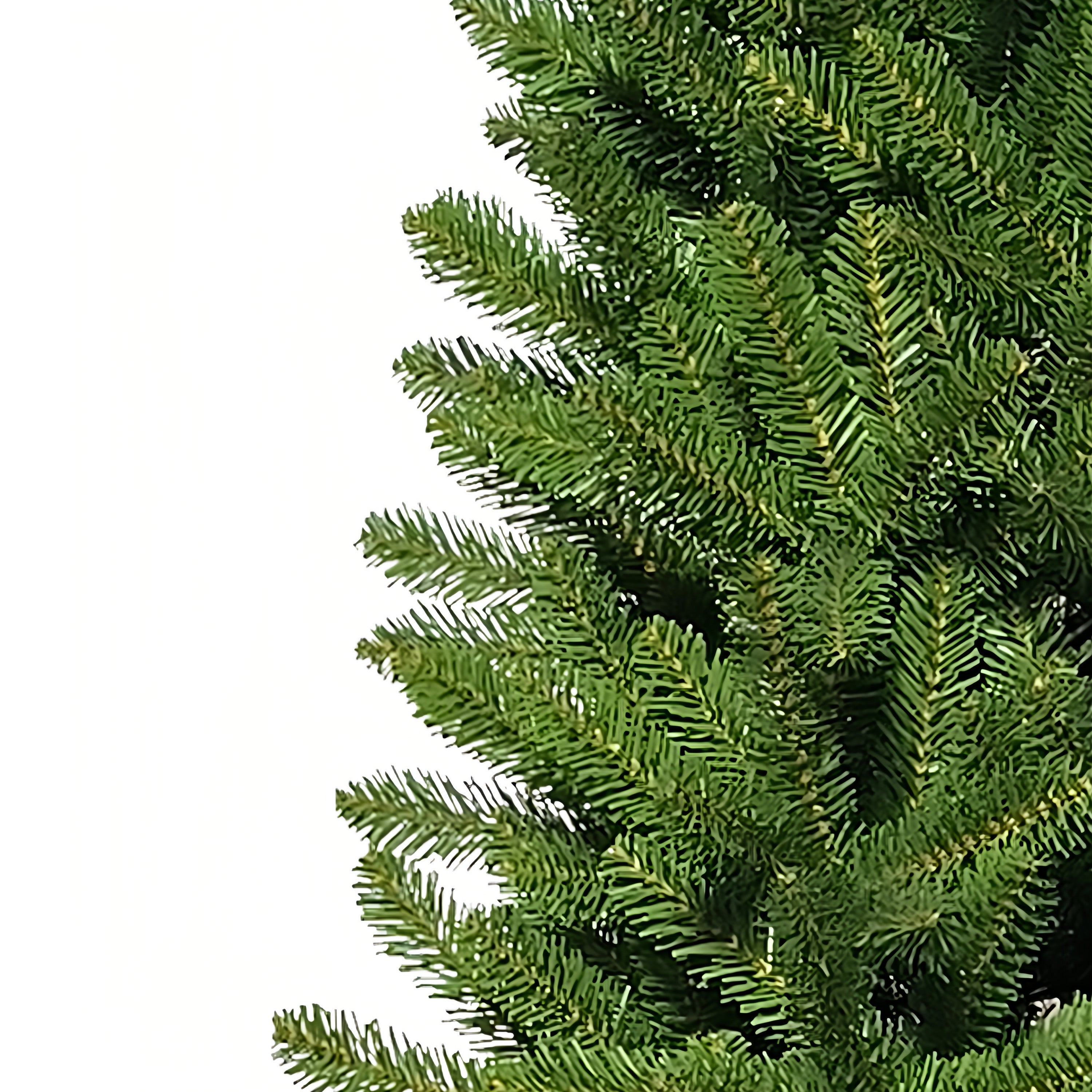 7' Washington Fir Pencil Tree